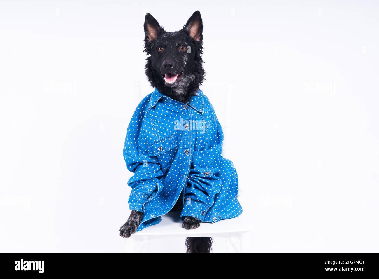 Cane, mudi, indossando shirtfront, isolato su uno sfondo bianco in studio Foto Stock