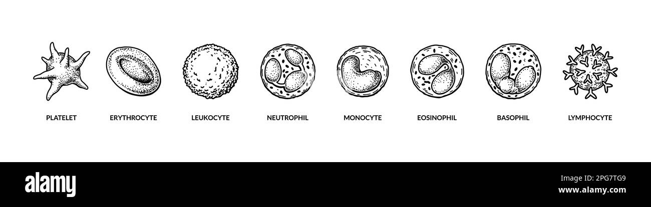 Denominati diversi tipi di cellule del sangue. Poster di microbiologia per istruzione, corsi, lezioni di biologia. Illustrazione vettoriale scientifica nello stile di schizzo Illustrazione Vettoriale