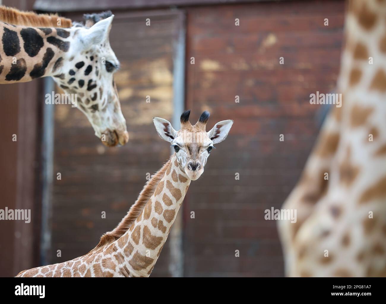 Lipsia, Germania. 21st Mar, 2023. Il cucciolo di giraffa 'Niara' si trova nella casa di giraffa dello Zoo di Lipsia. Il nome della giraffa nata il 6 febbraio è stato scelto tra quasi 3000 suggerimenti ricevuti. Viene dalla lingua africana Swahili e significa "per qualcosa di grande". Niara è il primo cucciolo di giraffa allo Zoo di Lipsia in otto anni. Credit: Jan Woitas/dpa/Alamy Live News Foto Stock