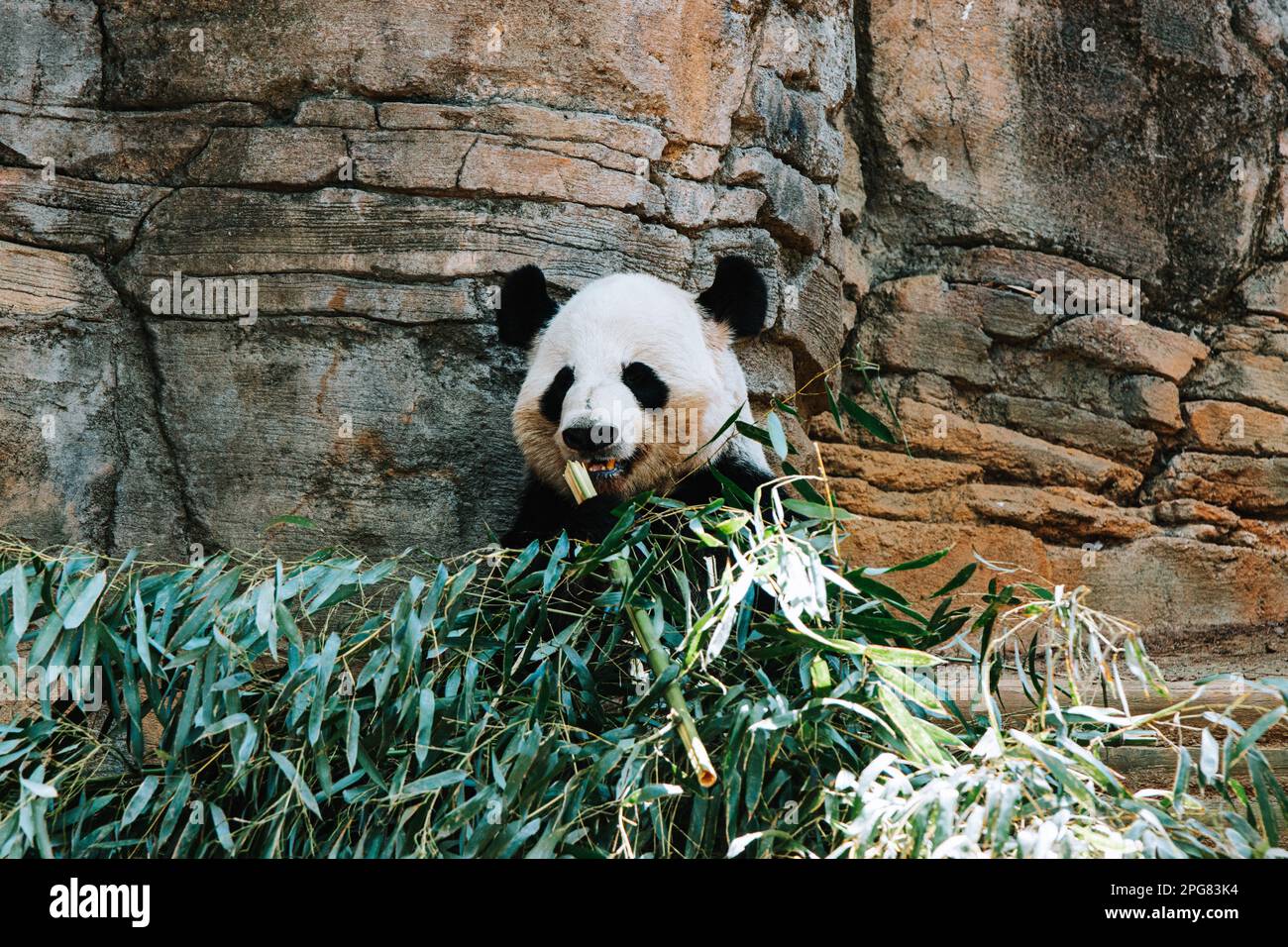 Un giovane panda di Qinling, accamparsi su un pasto di foglie fresche Foto Stock