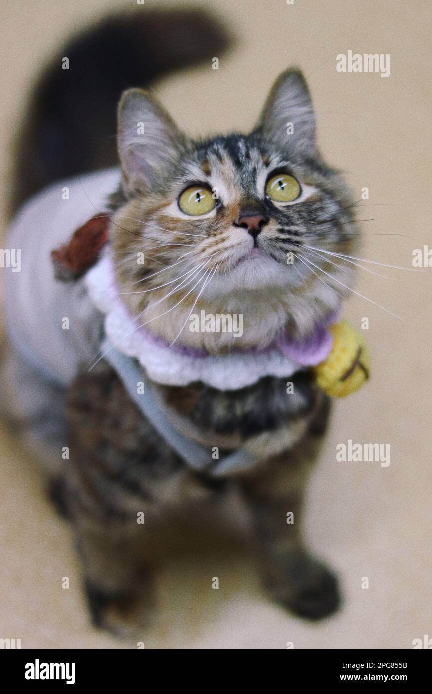 Un adorabile gatto grigio lanuginoso che indossa abiti da coccodrillo e guarda in alto Foto Stock