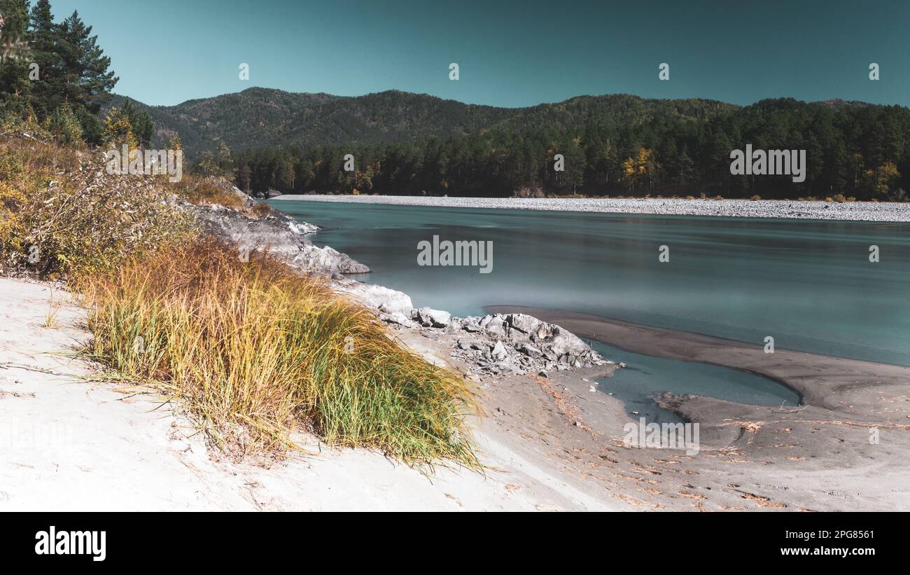 Il movimento dell'erba nel vento sulle rive del veloce fiume Katun, preso da una lunga esposizione ad Altai nel pomeriggio dell'autunno. Foto Stock