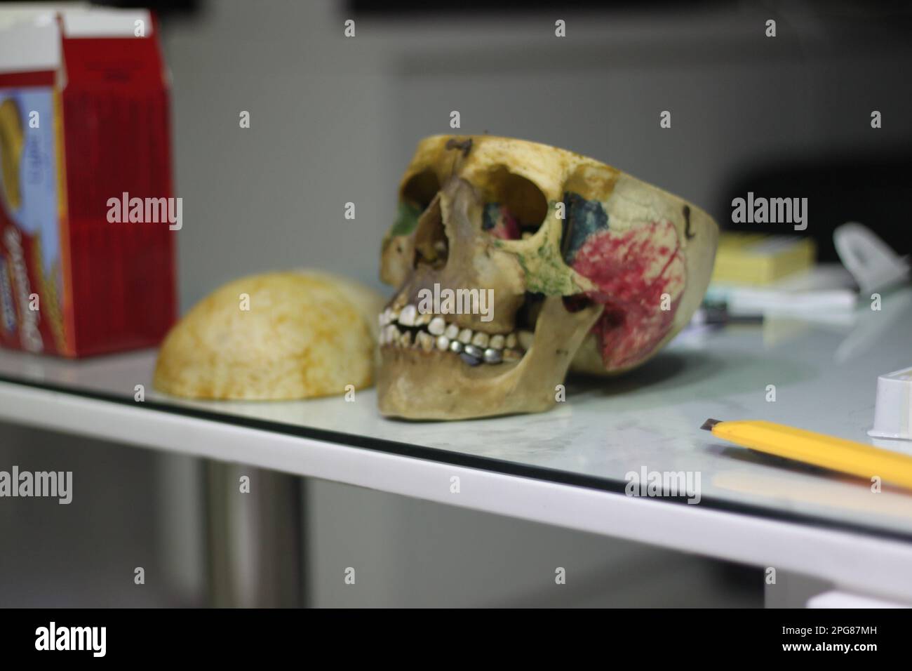 Un modello anatomico del cranio su un tavolo da laboratorio in vetro con coloratissime macchie di vernice sparse intorno ad esso Foto Stock