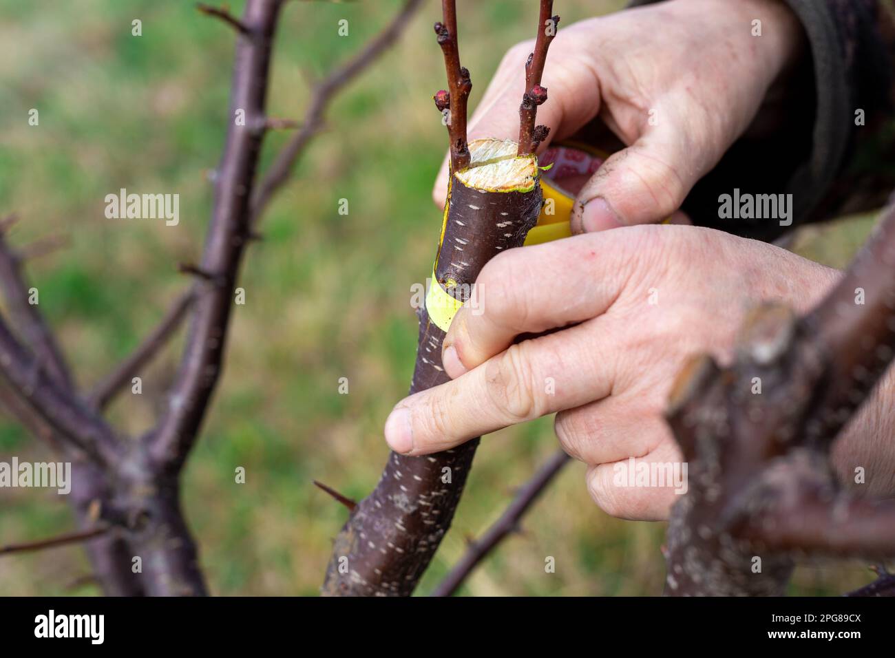 Un giardiniere innesti un albero di frutta da innesto spaccato all'inizio della primavera. Frutta crescente nel frutteto. Foto Stock