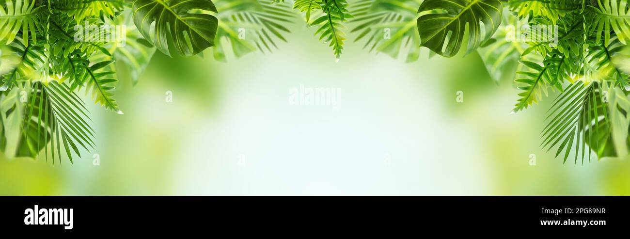 Astratto estate tropicale fogliame sfondo. Verde esotico plants.Banner Foto Stock