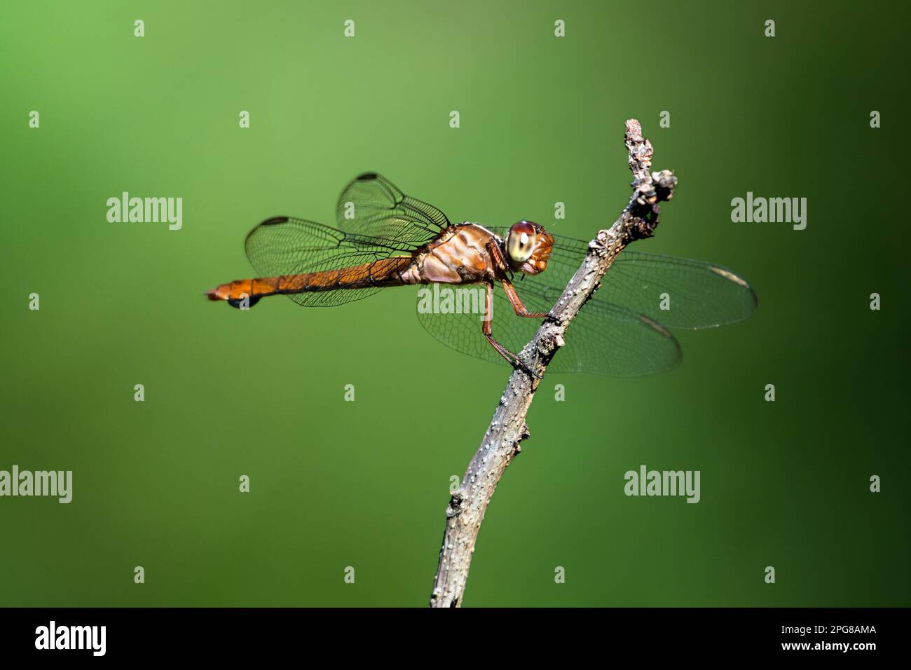 Primo piano di una libellula marrone che riposa tranquillamente su un ramo isolato su uno sfondo verde. Foto Stock