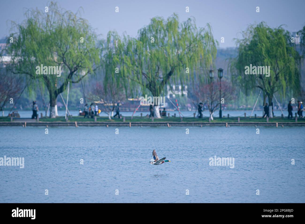 (230321) -- HANGZHOU, 21 marzo 2023 (Xinhua) -- Un'anatra selvatica vola sul Lago Ovest di Hangzhou, provincia di Zhejiang nella Cina orientale, 15 marzo 2023. La provincia di Zhejiang ha preso la gestione dell'ambiente idrico come priorità assoluta nella costruzione ecologica, elevando la qualità dell'acqua di centinaia di laghi e fiumi e stabilendo siti di attività civica sul lungomare. (Xinhua/Jiang Han) Foto Stock