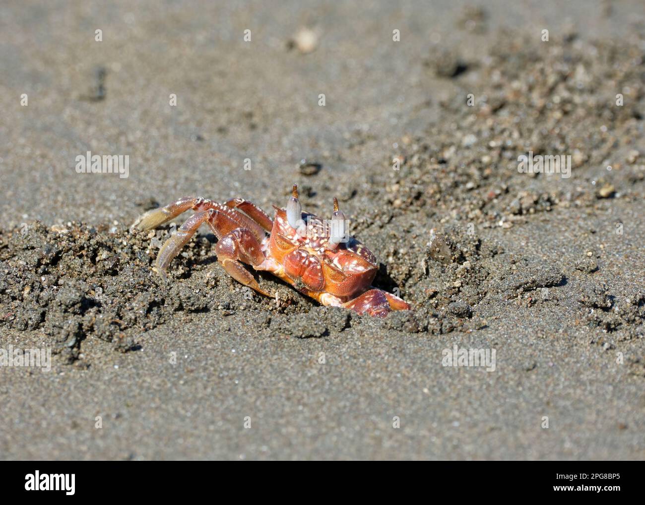 Un primo piano di un granchio su una spiaggia Costa Rica scavando un buco nella sabbia con i suoi occhi che sporgono dalla sua testa Foto Stock