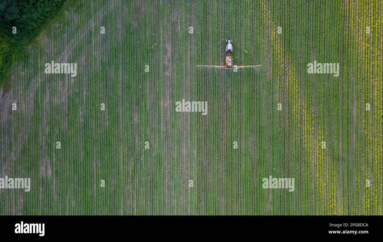 Un trattore spruzza fertilizzante sul campo. Vista dall'alto. Foto Stock