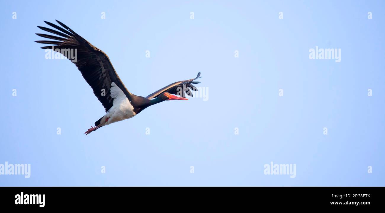 Cicogna nera ciconia vola attraverso il cielo blu a caccia, la migliore foto. Foto Stock