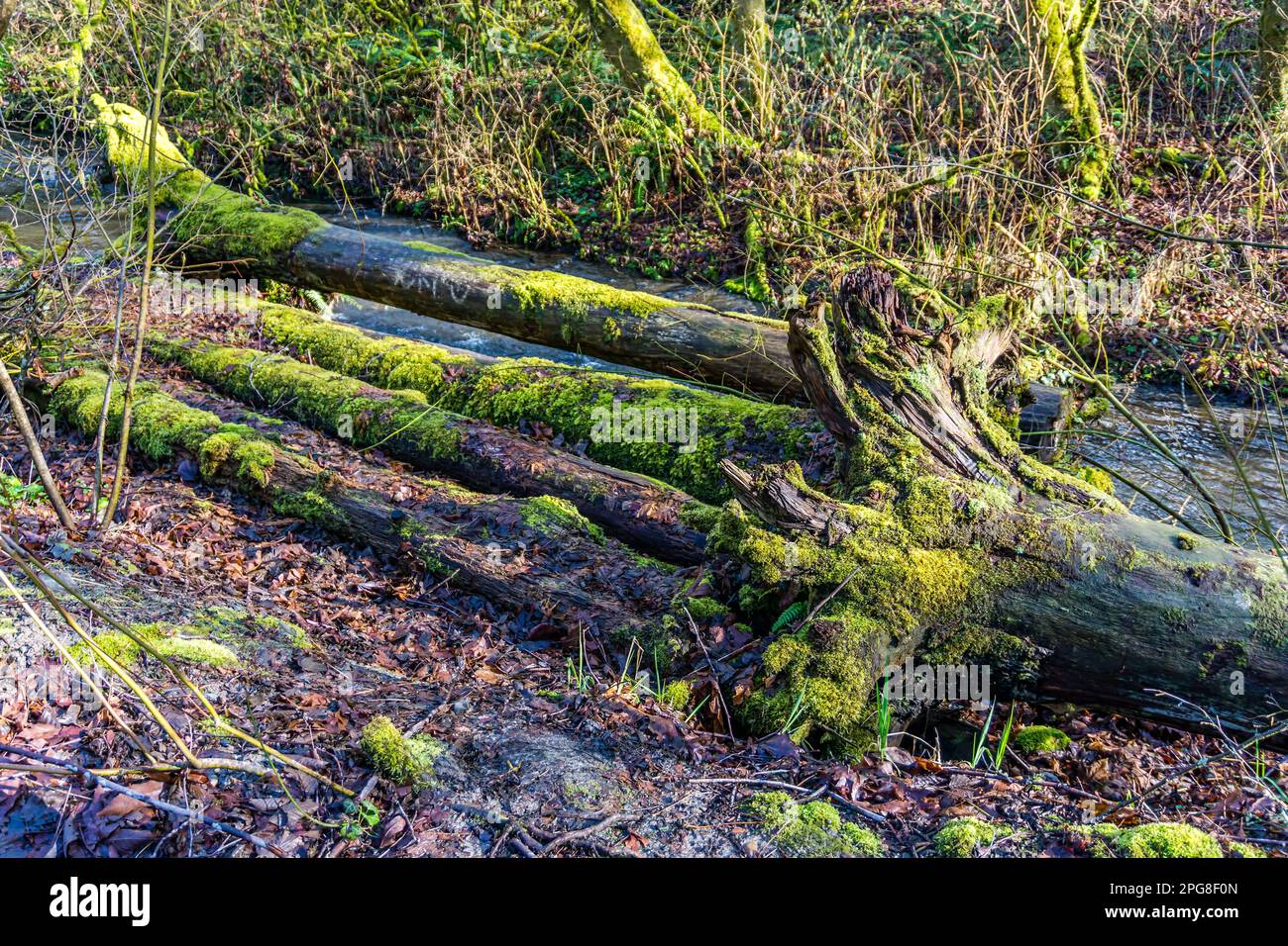 Log Lie vicino al Des Moines Creek nello stato di Washington. Foto Stock