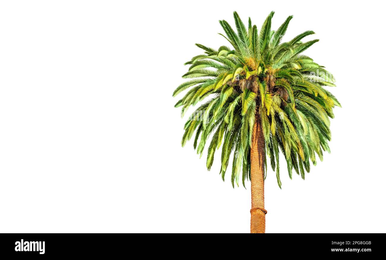 Albero di palma isolato su uno sfondo bianco e pulito, che offre ampio spazio per aggiungere testo o logo. Foto Stock