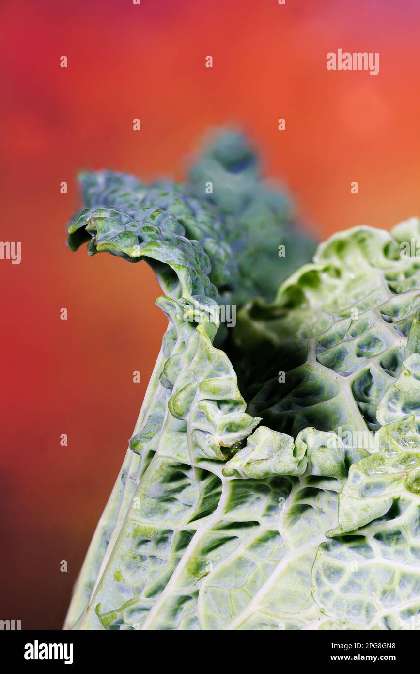 Macro fotografia di un cavolo savoia Foto Stock