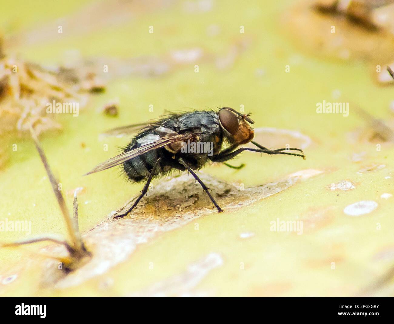 Casa Fly Insect su una foglia - Macro Fotografia Foto Stock