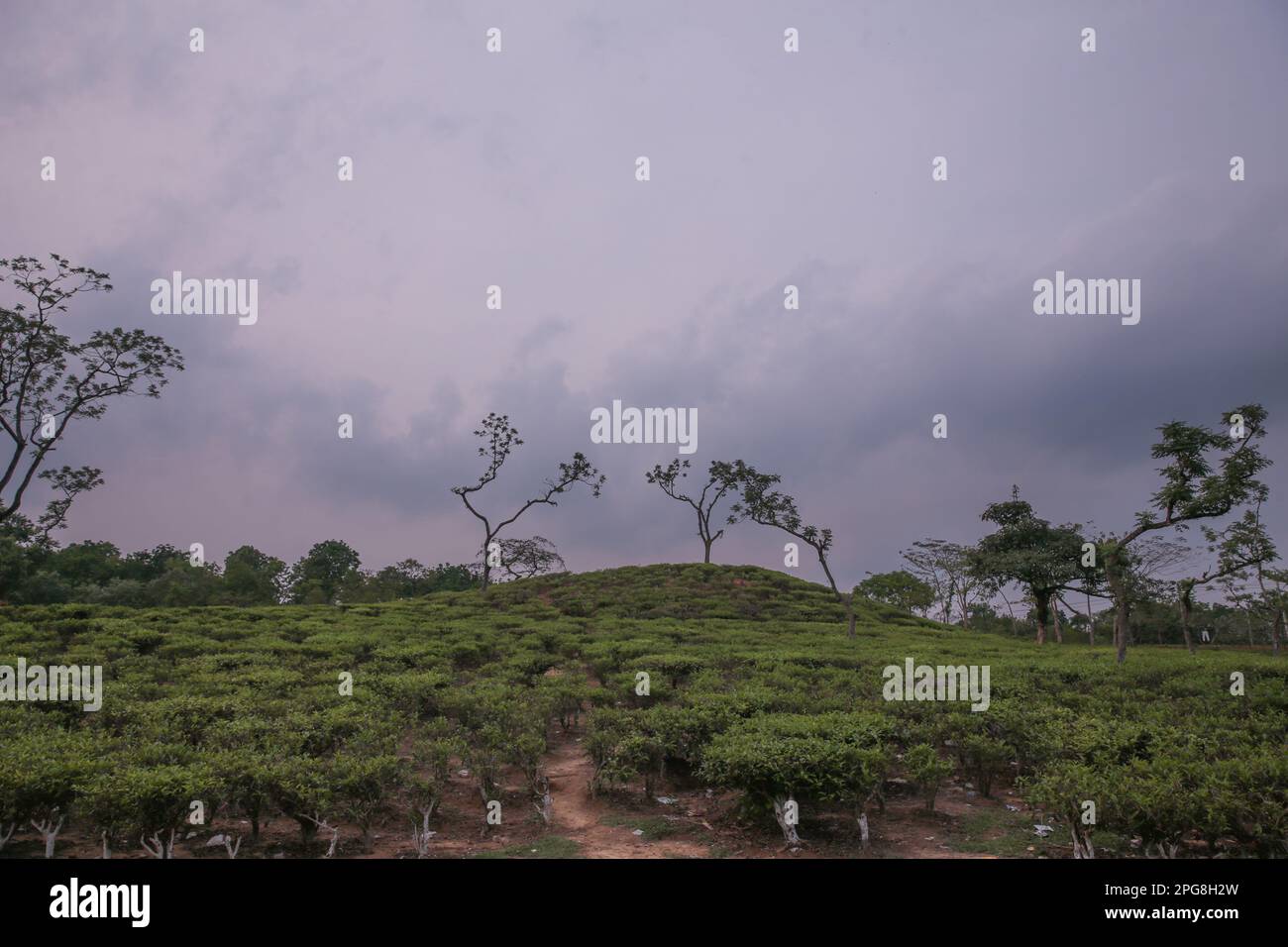 Malnicherra Tea Estate (noto anche come Malnichhera Tea Garden) è un giardino da tè situato nel quartiere Sylhet del bangladesh. È il più antico giardino del tè in Foto Stock