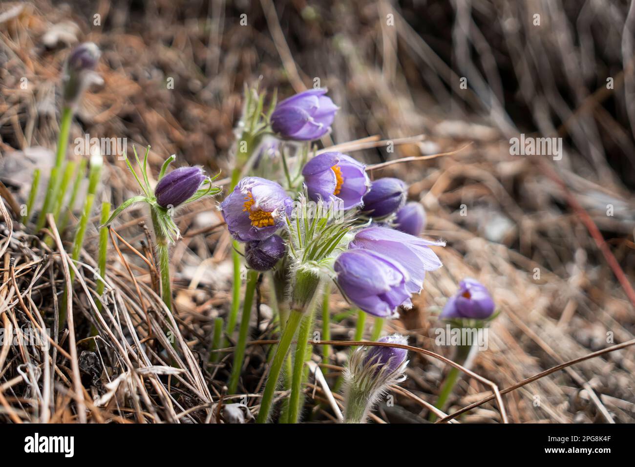 Gruppo di bei cocci viola fioriti alla luce del sole in prato foresta su sfondo scuro. Profondità di campo bassa. Foto Stock