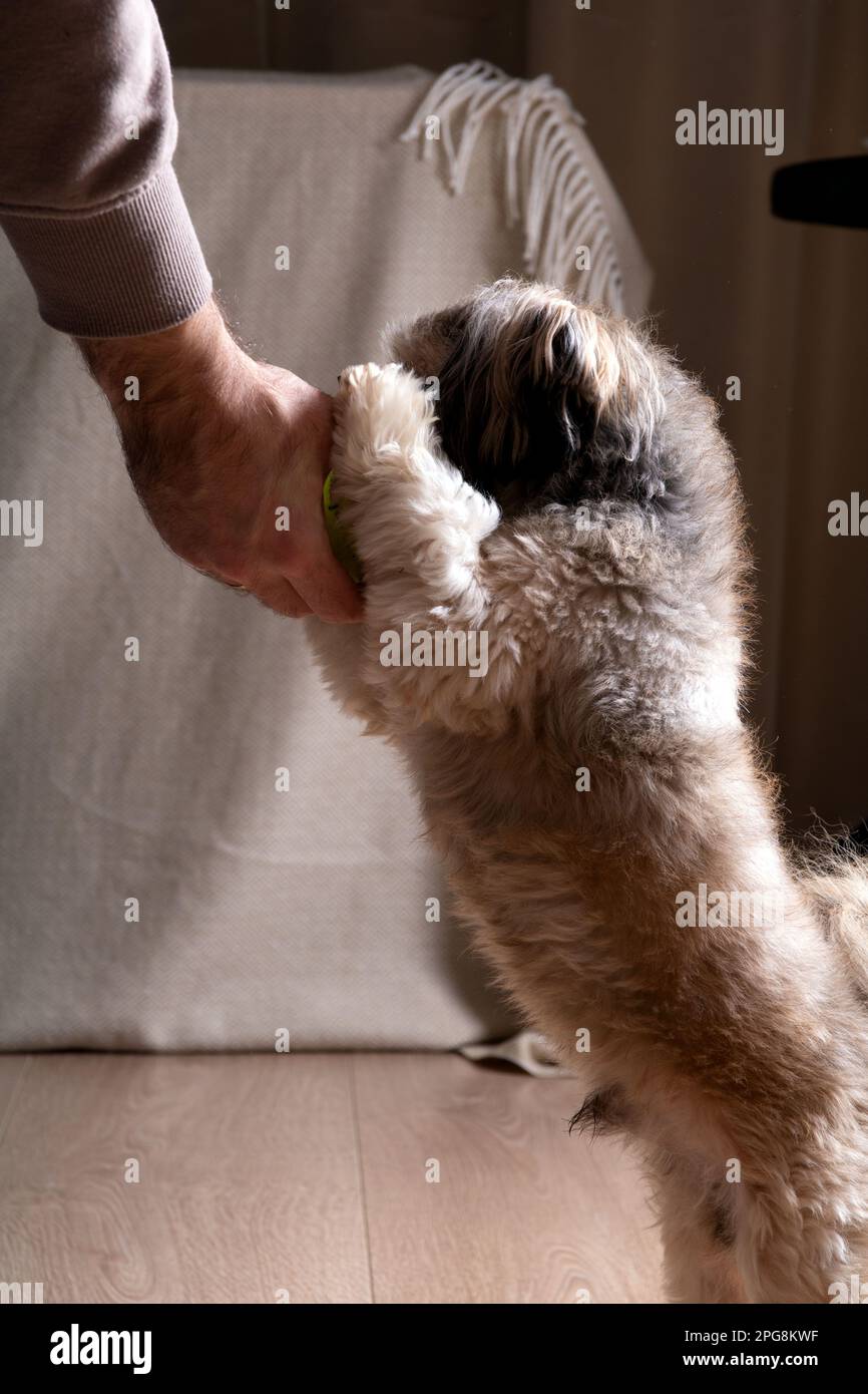 foto di una piccola razza di cane che guarda ciò che è in mano di un uomo in piedi su due zampe Foto Stock