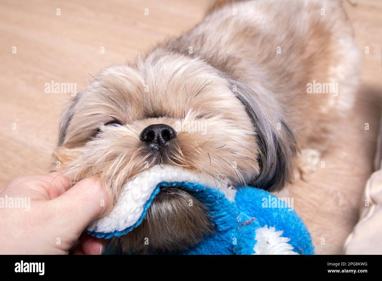 foto di un cane che cerca di prendere un giocattolo da un uomo a casa Foto Stock
