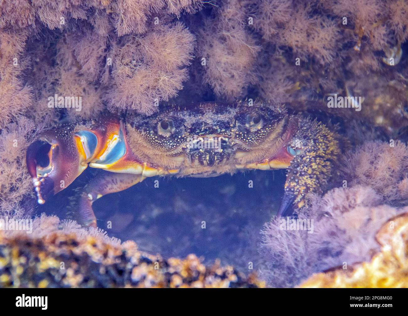 Granchi veri. Animali acquatici nel loro habitat naturale Foto Stock