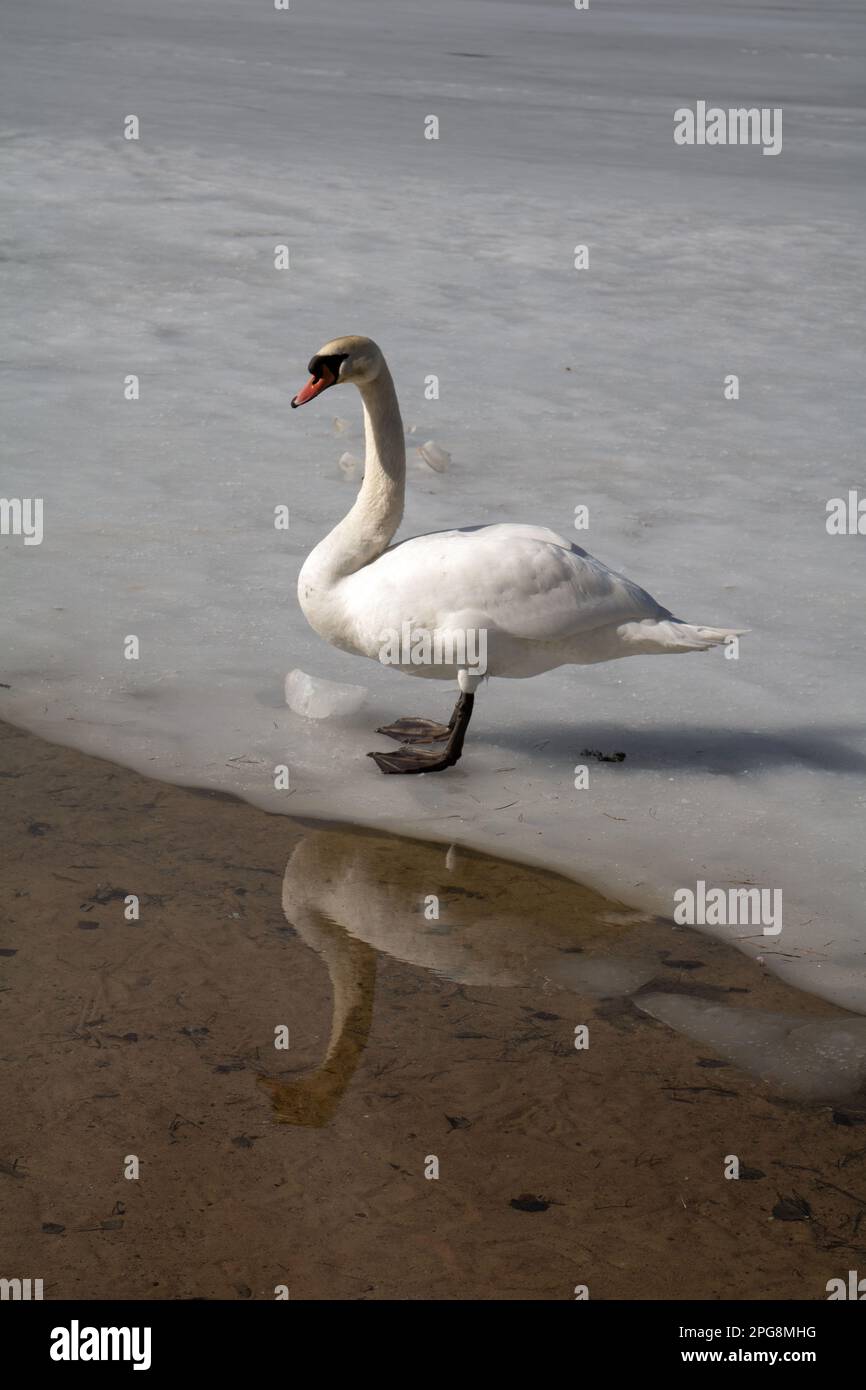 foto di un cigno bianco che cammina su un lago ghiacciato vicino alla riva Foto Stock