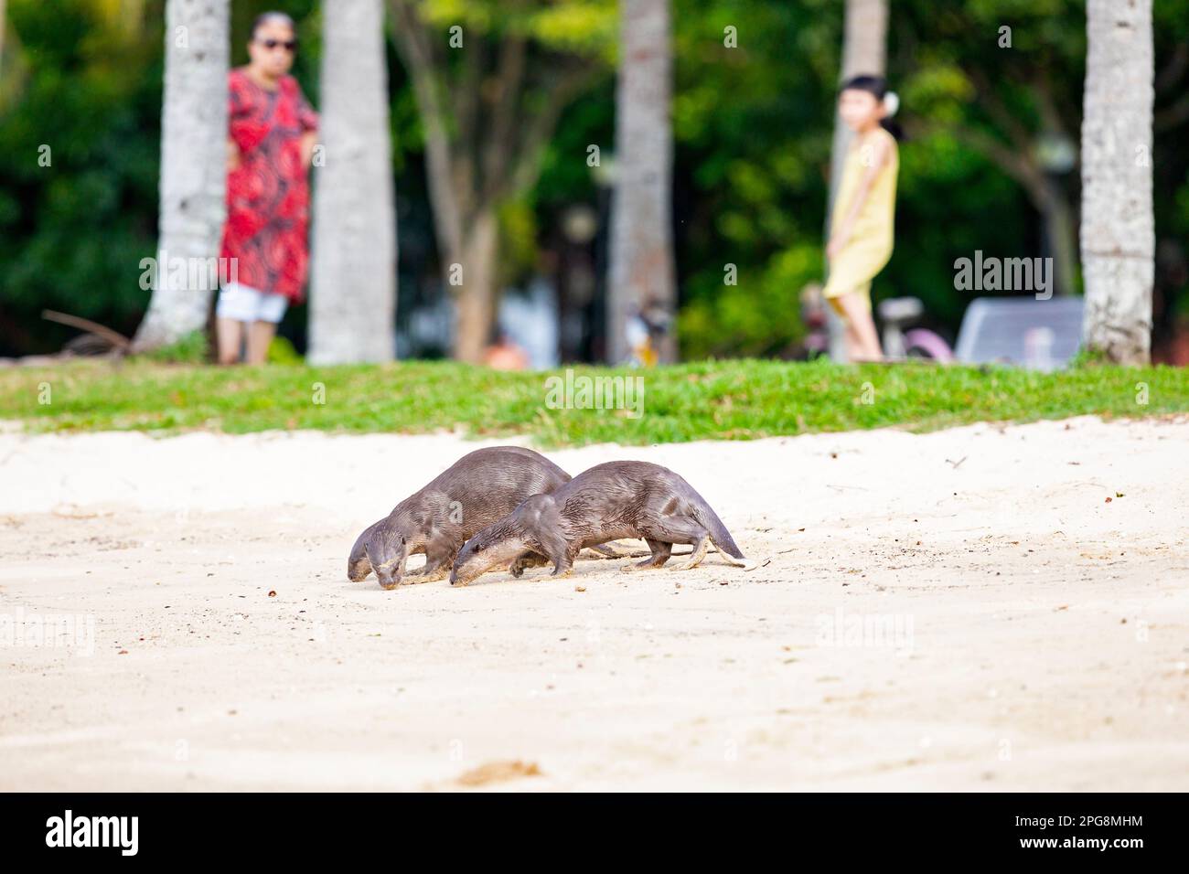 Un trio di lontra lisce-rivestite che controlla il profumo lasciato nella sabbia di una spiaggia come parte del comportamento territoriale, Singapore. Foto Stock
