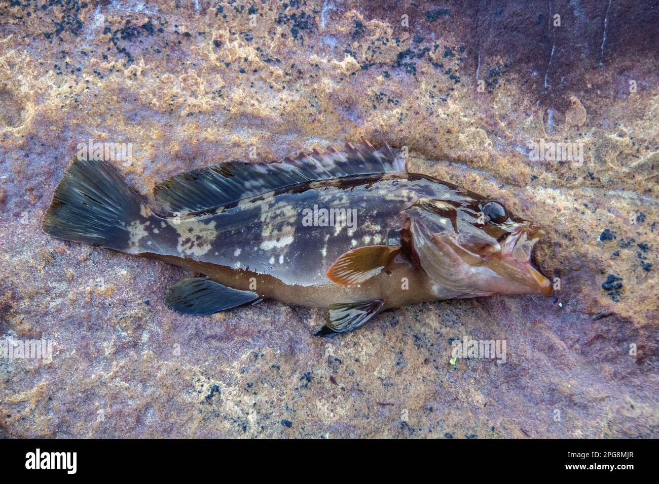 Macchiato Red Grouper, pesce nell'oceano Foto Stock