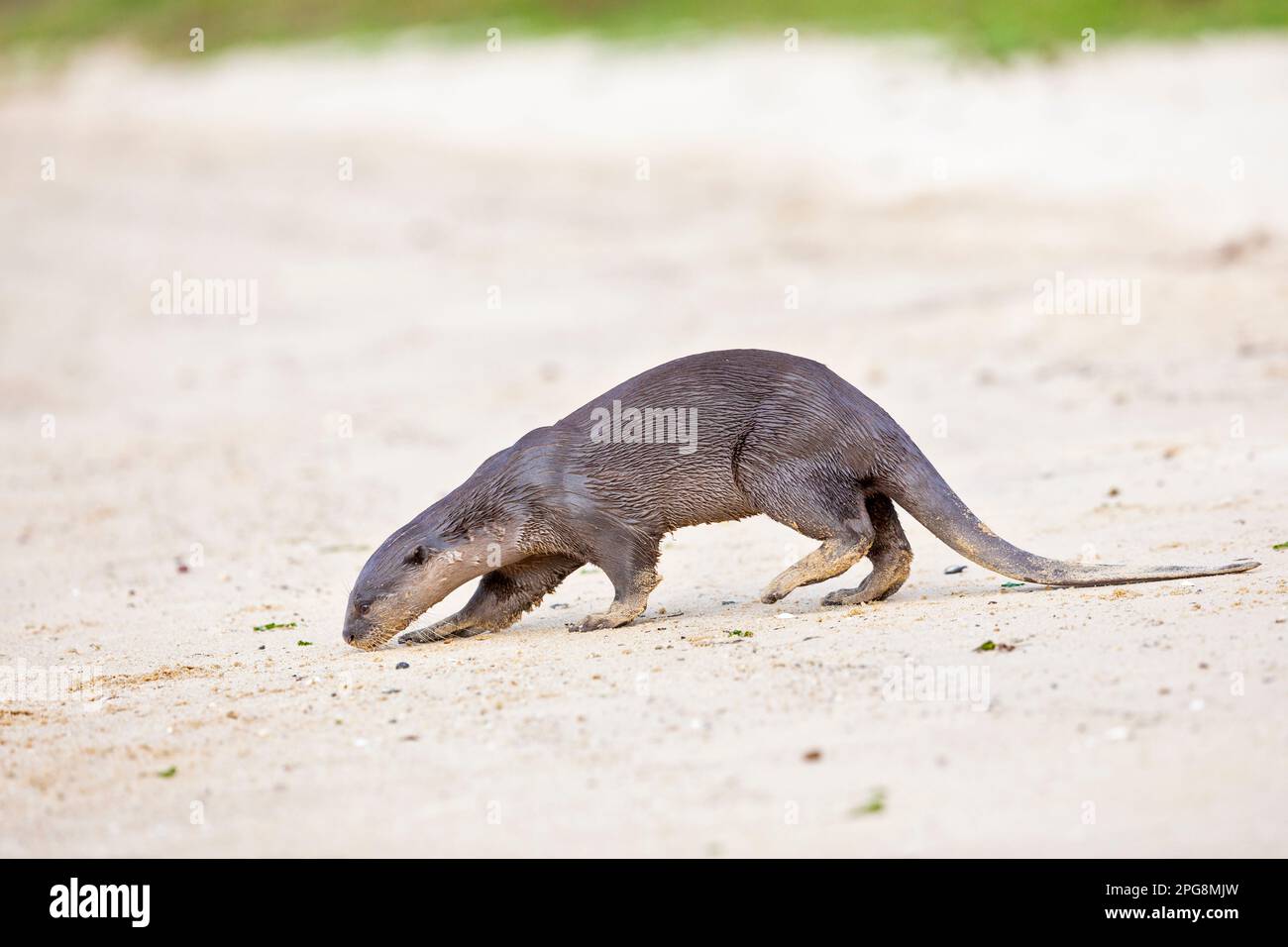 Una lontra rivestita liscia che controlla il profumo lasciato nella sabbia di una spiaggia come parte del comportamento territoriale, Singapore. Foto Stock