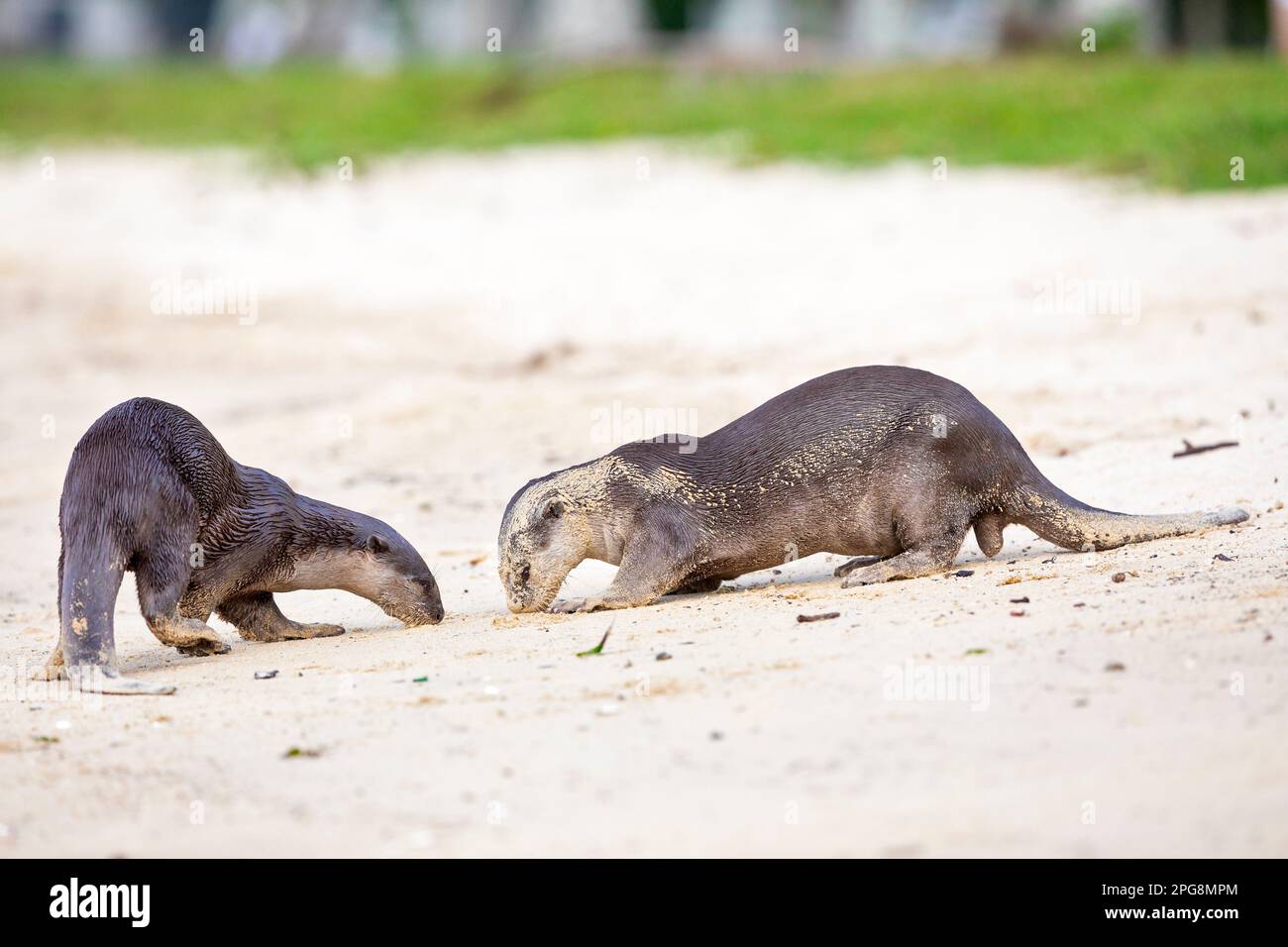 Un paio di lontre lisce-rivestito che controlla il profumo lasciato nella sabbia di una spiaggia come parte del comportamento territoriale, Singapore. Foto Stock