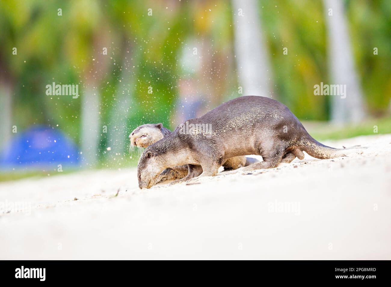 Un paio di lontre lisce-rivestito che controlla il profumo lasciato nella sabbia di una spiaggia come parte del comportamento territoriale, Singapore. Foto Stock