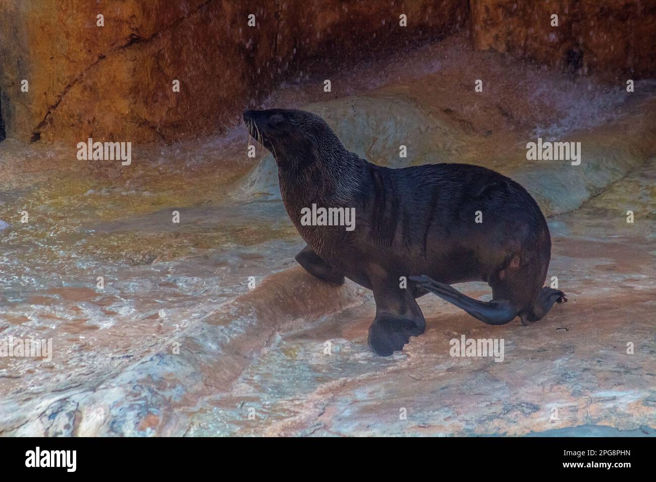 Leoni marini - creature maestose dell'Oceano Foto Stock