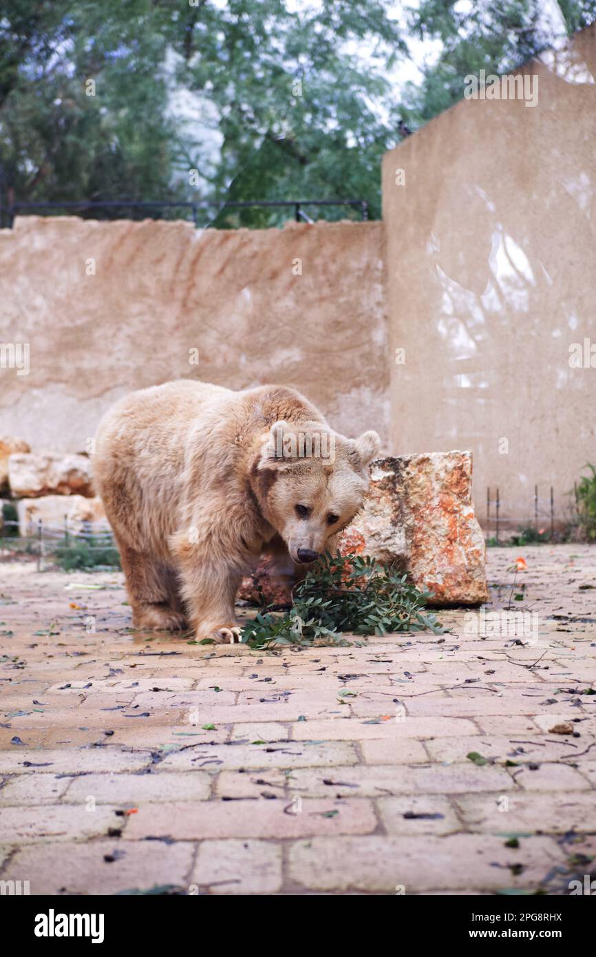 Un orso bruno che si munching sulla vegetazione nello zoo Foto Stock