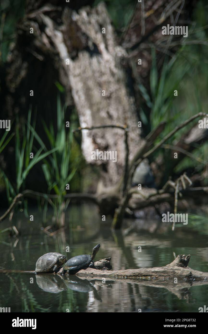 tartarughe palustri, fiume sele, oasi wwf di persano, serre, salerno, campania, italia Foto Stock