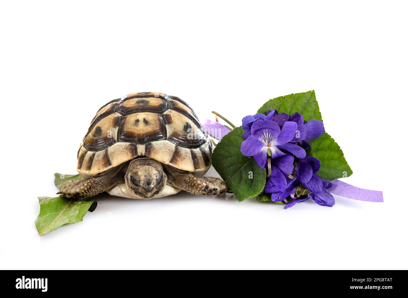 Tartaruga greca davanti a sfondo bianco Foto Stock