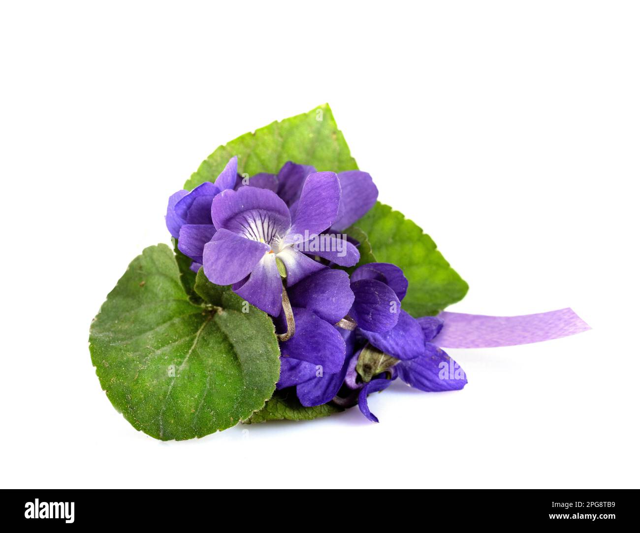 Viola odorata di fronte a sfondo bianco Foto Stock