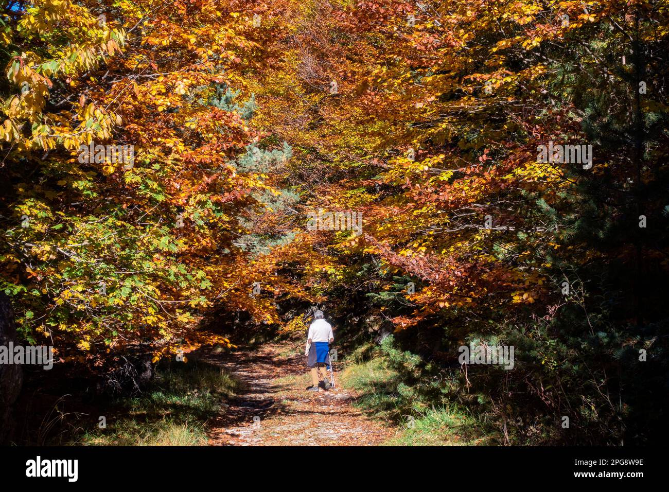 Uomo che cammina in una foresta in autumn.Pyrenees.Spain Foto Stock