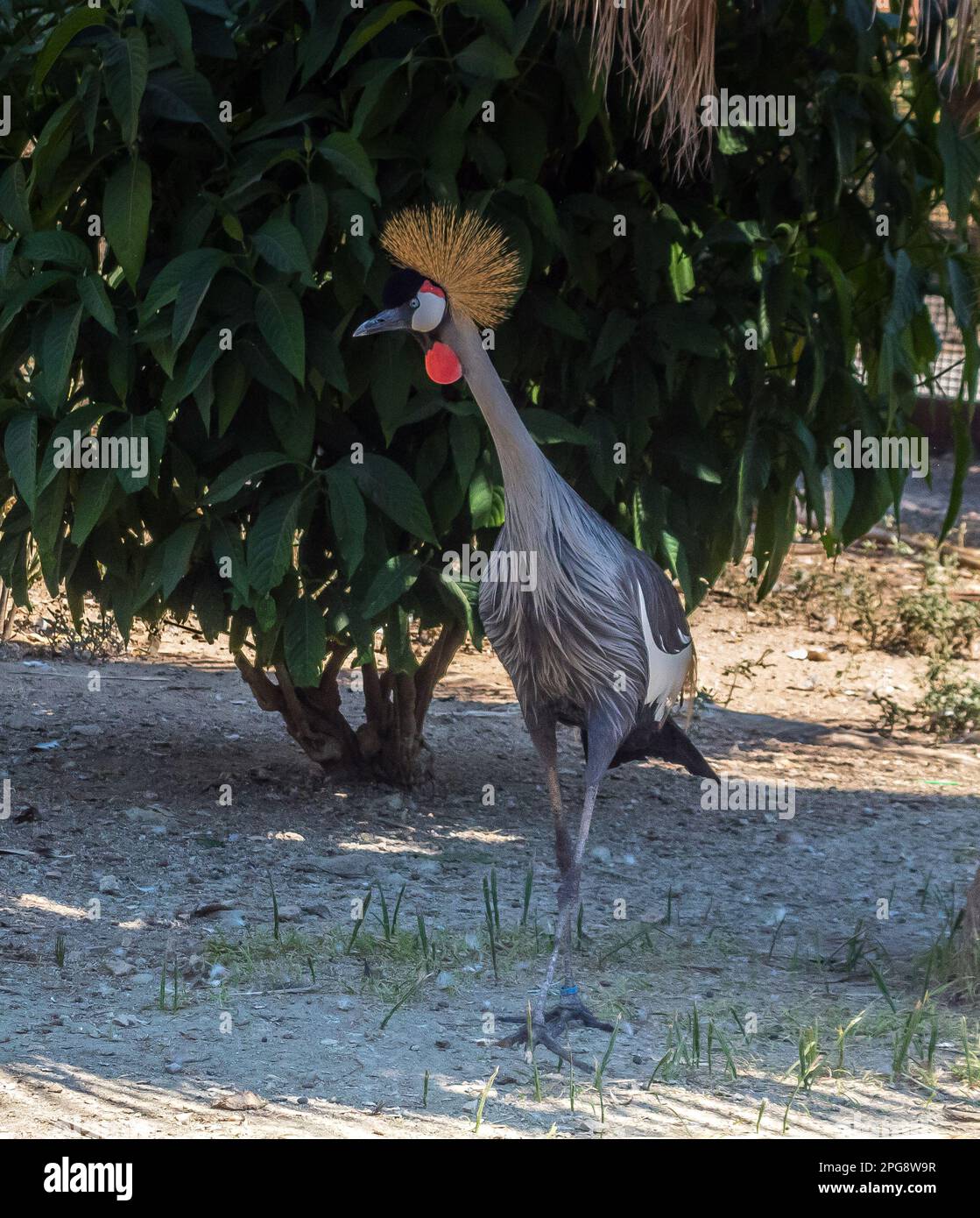 La magnifica Crane coronata: Un uccello Regale delle praterie Foto Stock