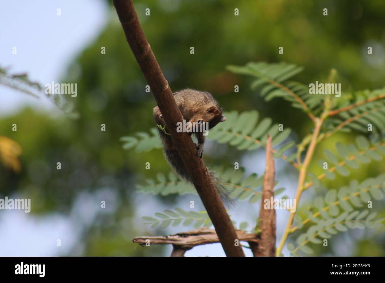 Gli scoiattoli sono roditori di piccole e medie dimensioni noti per le loro code cespugliose e la loro capacità di arrampicarsi sugli alberi con grande agilità. Foto Stock