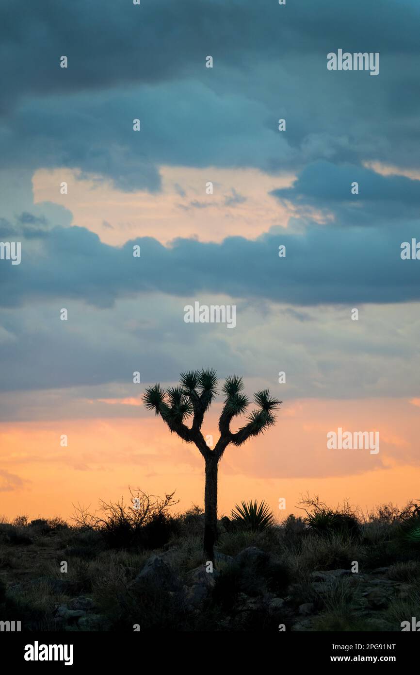 Silhouette di un albero di Joshua al tramonto nel parco nazionale di Joshua Tree, California Foto Stock