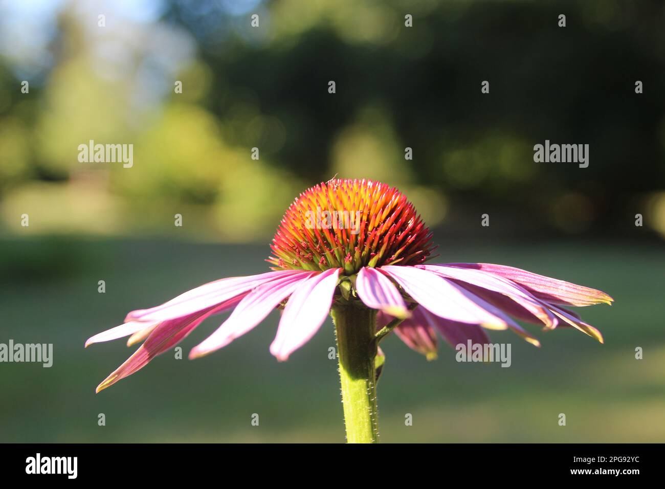 Echinacea angustifolia DC Foto Stock