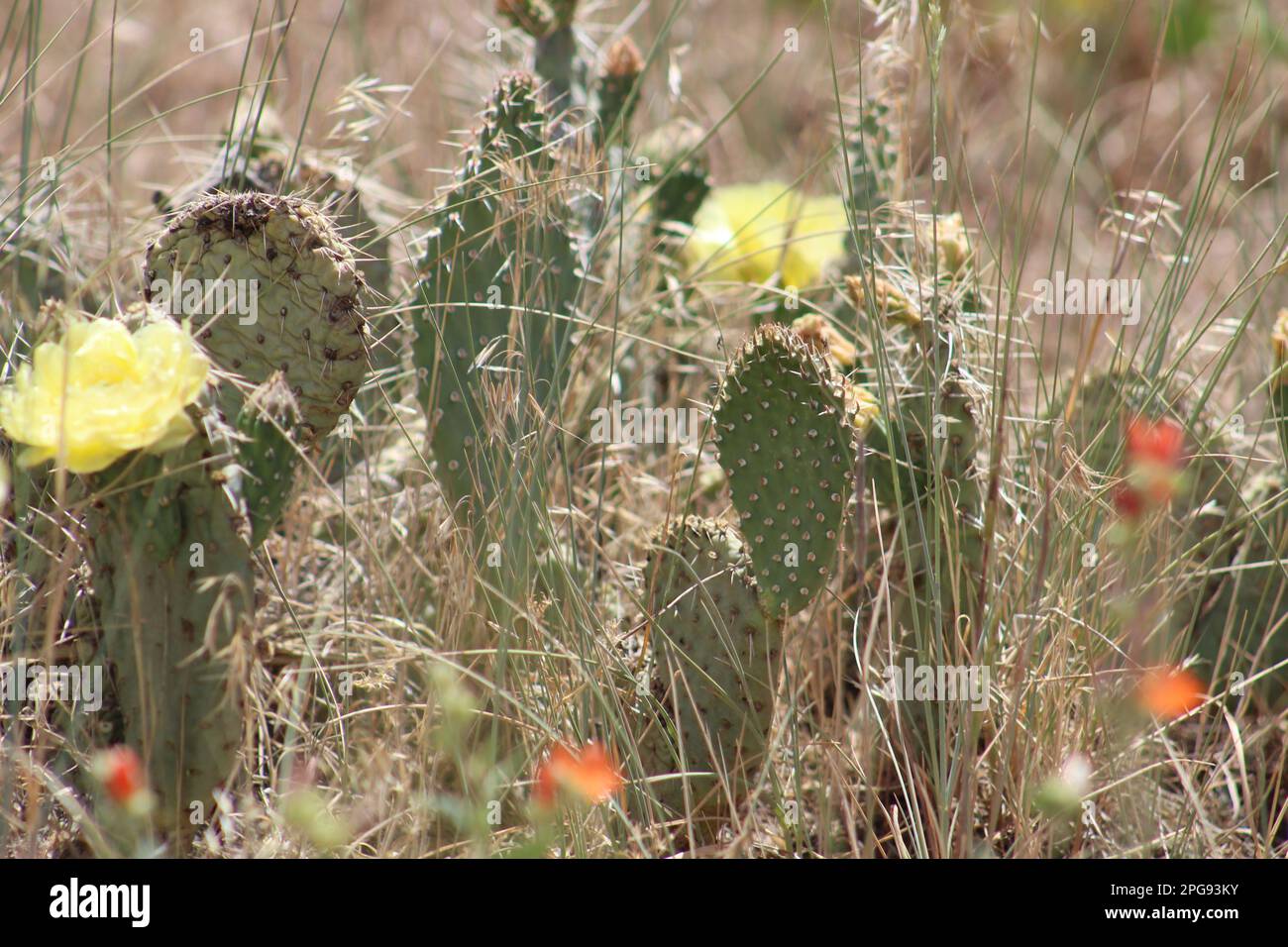 Grumi di bassi cactus di pera grinosa di Chaparral fioriti e circondati da erba lunga nello Utah sudoccidentale Foto Stock