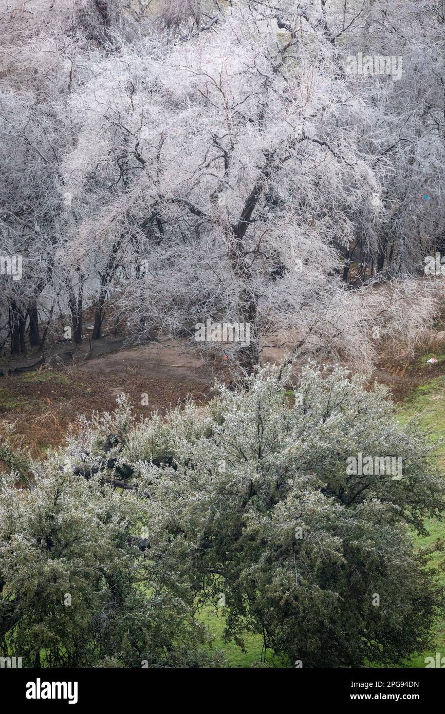 La tempesta di ghiaccio di febbraio copre querce vive ad Austin, Texas. Foto Stock