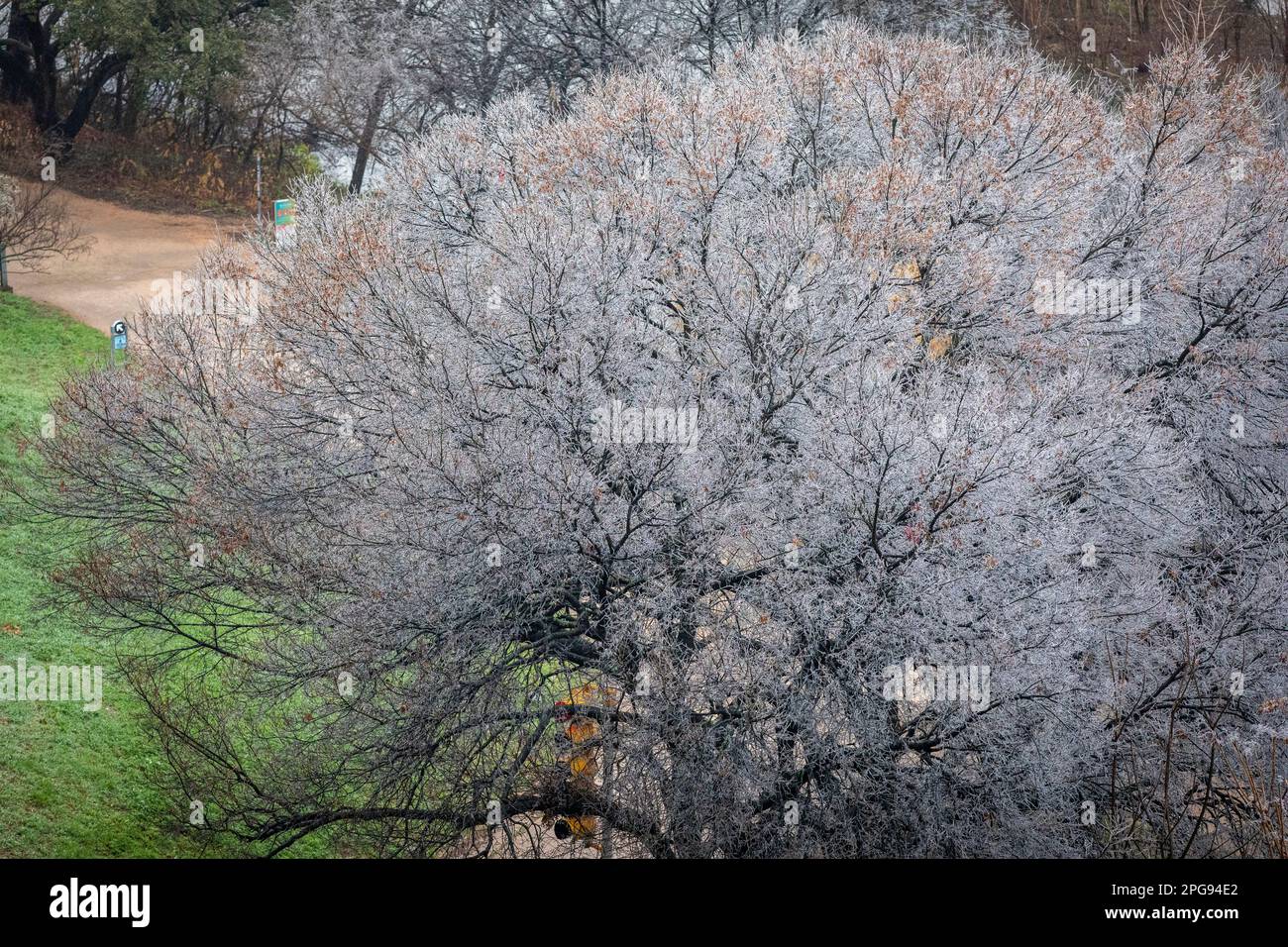 La tempesta di ghiaccio di febbraio copre querce vive ad Austin, Texas. Foto Stock