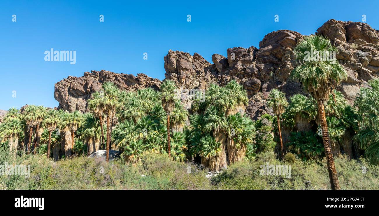 Washingtonia filiferas, palme native della California nei canyon indiani, Palm Springs Foto Stock