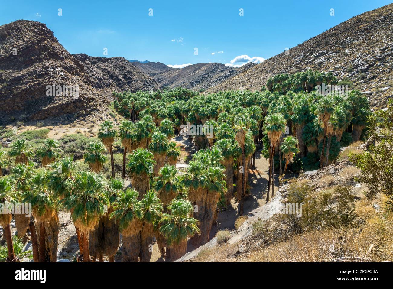 Washingtonia filiferas, palme native della California nei canyon indiani, Palm Springs Foto Stock
