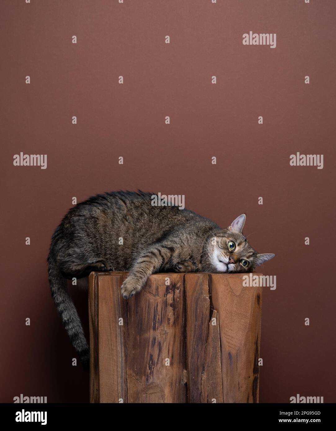 Pigro gatto tabby adagiato sul lato rilassante su sgabello di legno in una posizione divertente su sfondo marrone con spazio copia Foto Stock