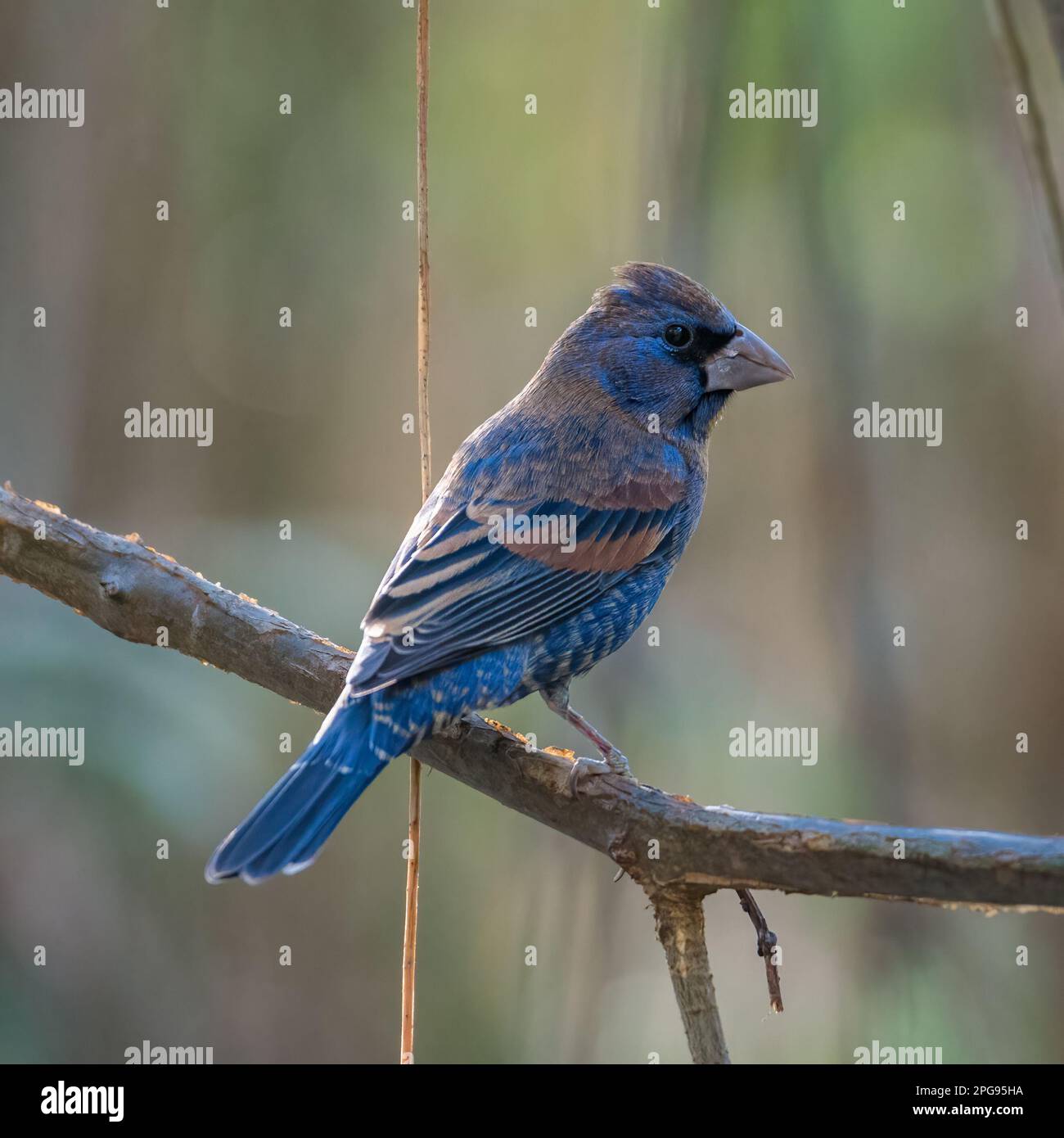 GUADALAJARA, JALISCO / MESSICO - 19 MARZO 2021. Un grossbeak blu (passerina caerulea) arroccato su un ramo. Località: Bosque Los Colomos. Foto Stock