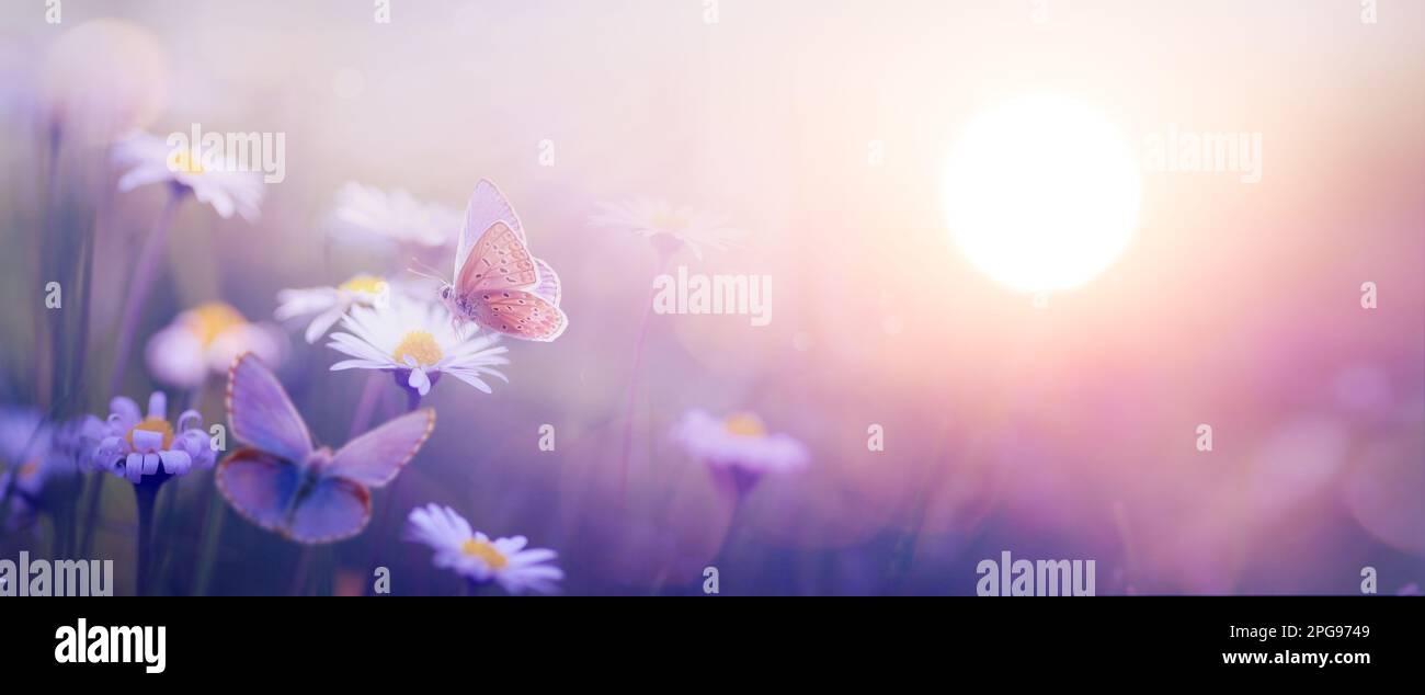 Natura con bella farfalla e fiori primaverili fioriti contro il cielo all'alba; paesaggio astratto con fiori primaverili Foto Stock