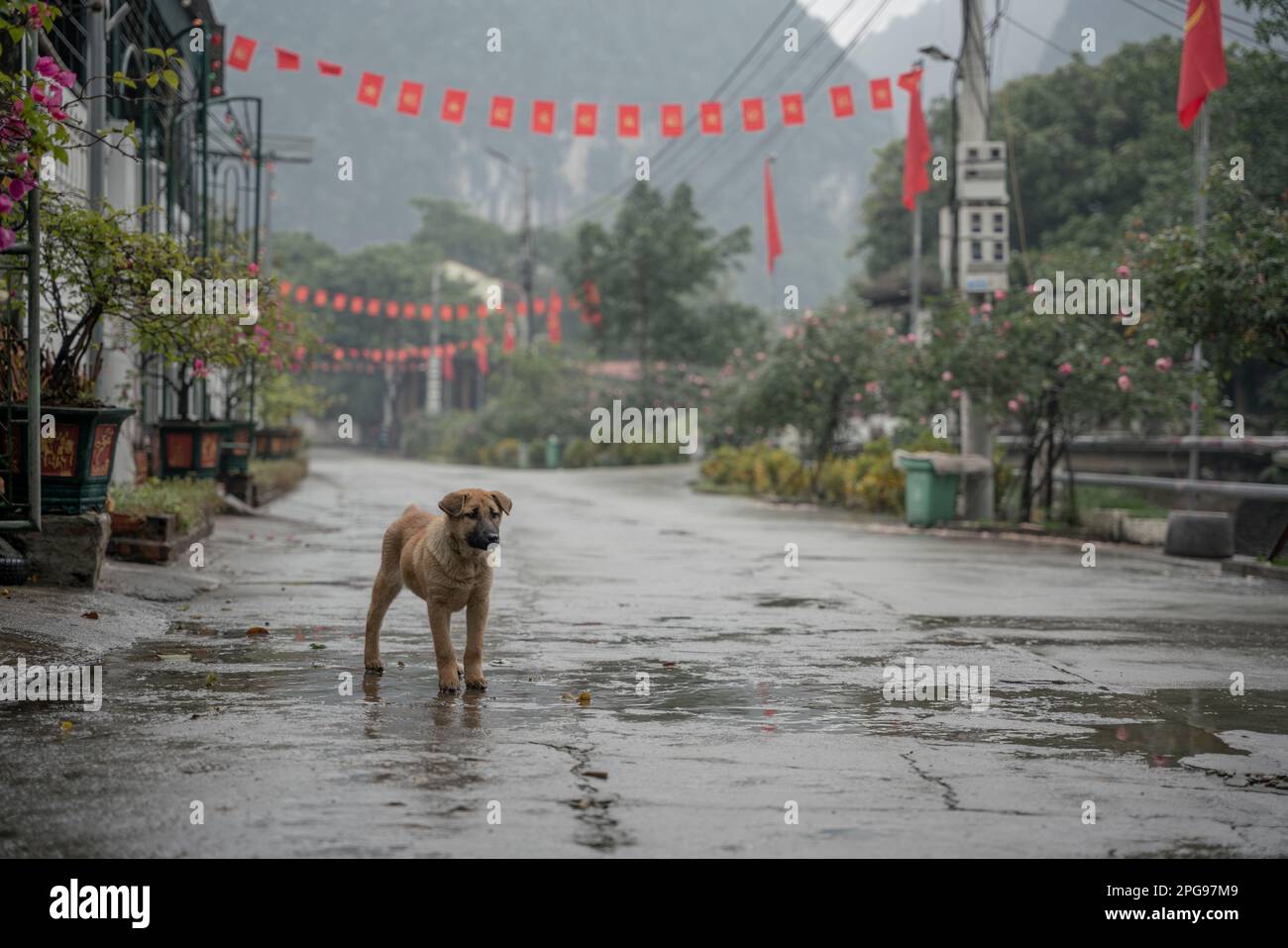 Cucciolo vagante a Ninh Binh, Vietnam Foto Stock