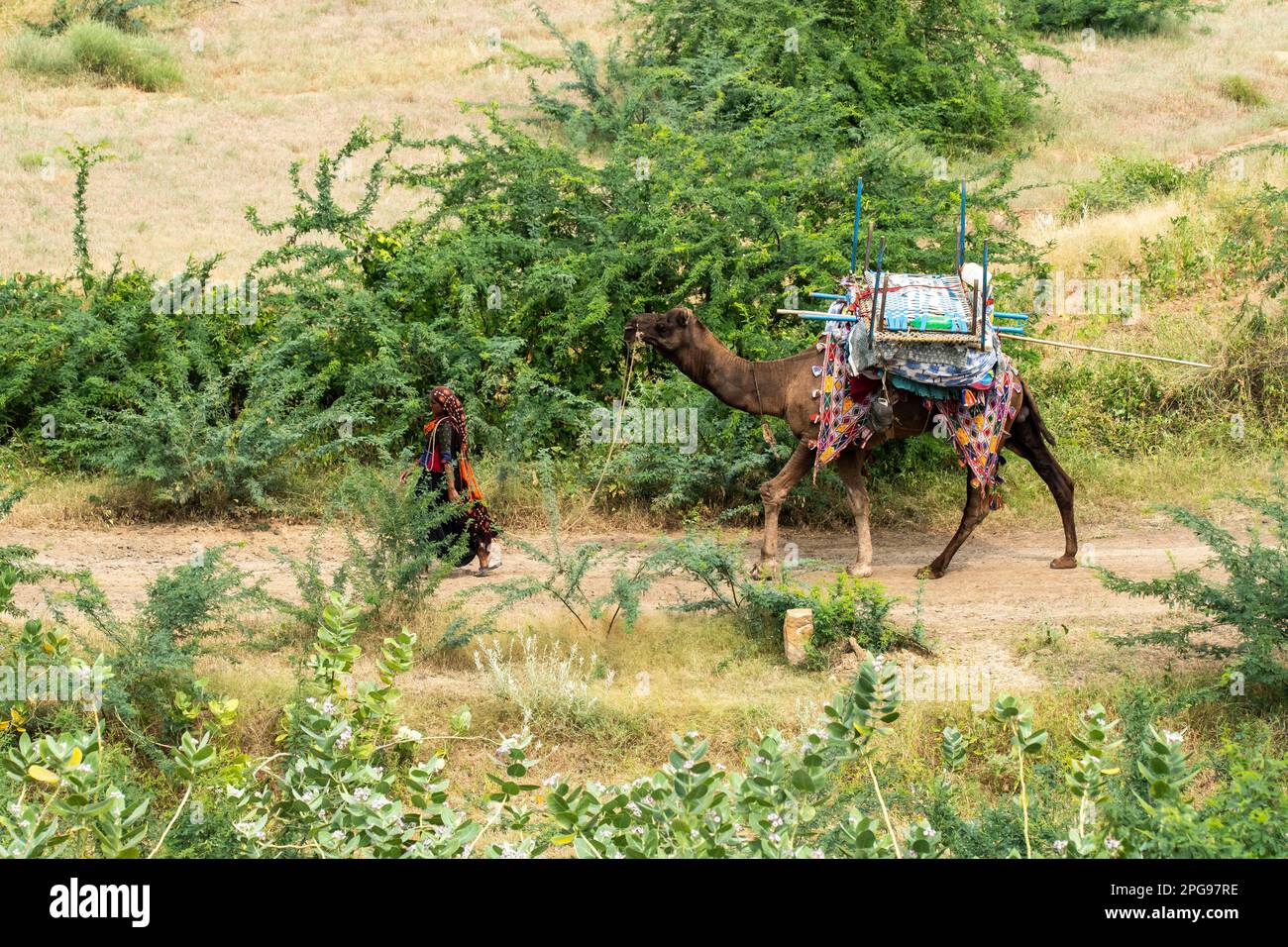 Un pastore di cammelli che conduce nomadi stile di vita camminando tra le foreste spazzatura di Kutch alla periferia di Bhuj Foto Stock