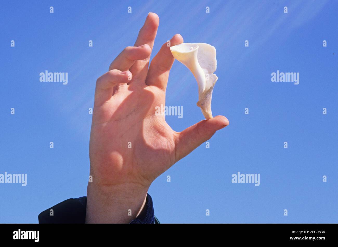 "Guarda quello che ho trovato" Foto Stock